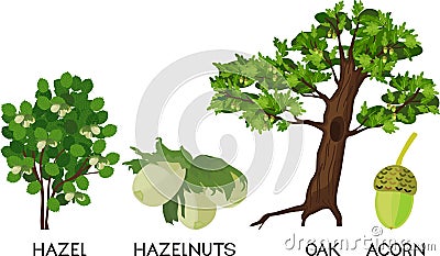 Cartoon oak tree, common hazel Corylus avellana plant, green hazelnuts and acorn Vector Illustration